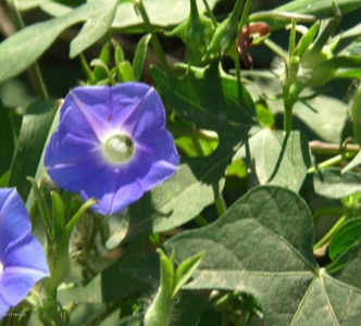 37+ Acres In Dragoon Mountain Ranch Arizona - image 24