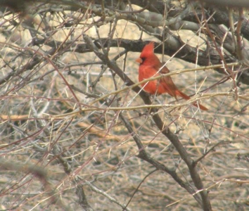 37+ Acres In Dragoon Mountain Ranch Arizona - image 22