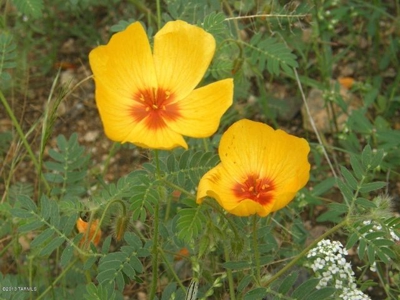 37+ Acres In Dragoon Mountain Ranch Arizona - image 14