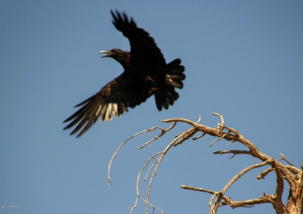 37+ Acres In Dragoon Mountain Ranch Arizona - image 10