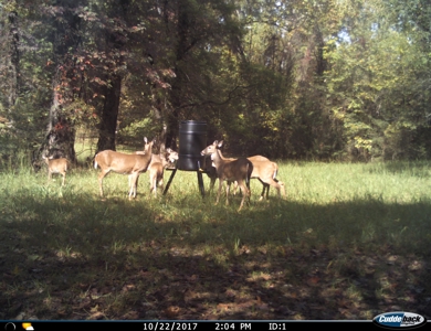 Beautiful Home with 6.6 Acres Near Millwood Lake! - image 6