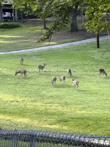 Beautiful Home with 6.6 Acres Near Millwood Lake! - image 5