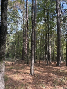 Beautiful Home with 6.6 Acres Near Millwood Lake! - image 16