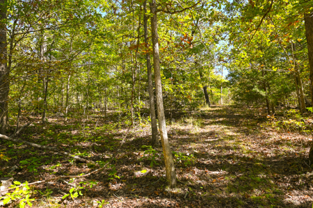 Country Home With 114 Acres For Sale-Hickory County, Mo - image 37