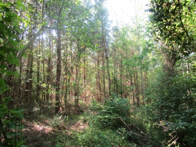 60 Ac Secluded Hunting Land In Lunenburg County, Va - image 3