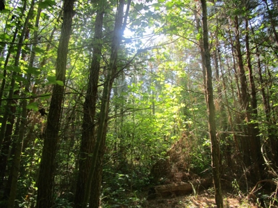 60 Ac Secluded Hunting Land In Lunenburg County, Va - image 1