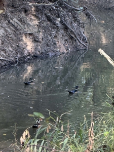 East Texas Land for Sale Fruitvale TX Van Zandt County Hunt Ranch - image 11