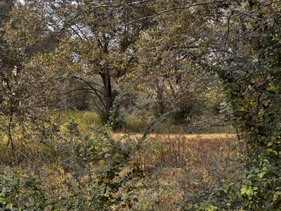 19.21 Acres of East Texas country side! - image 5