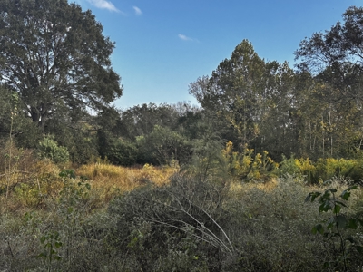 19.21 Acres of East Texas country side! - image 2