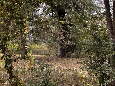 19.21 Acres of East Texas country side! - image 4