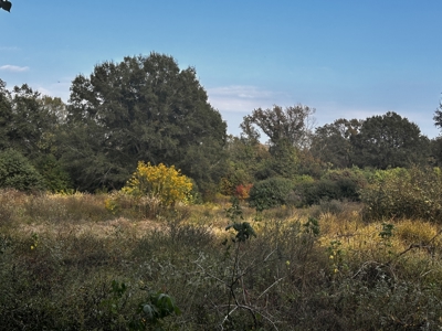 19.21 Acres of East Texas country side! - image 1