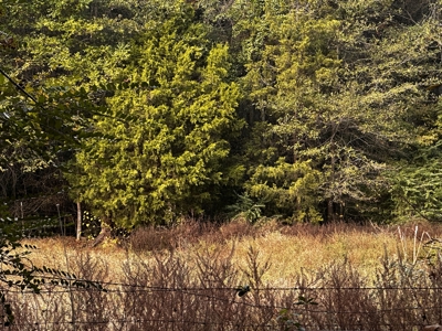 19.21 Acres of East Texas country side! - image 7