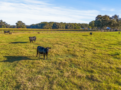 20 Acres--Prime Horse Property Near High Springs Florida - image 3