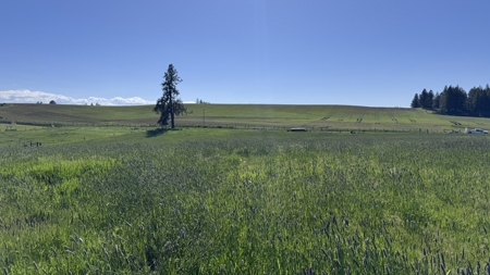 Acreage for Sale in Woodland Region of Kamiah, ID - image 4