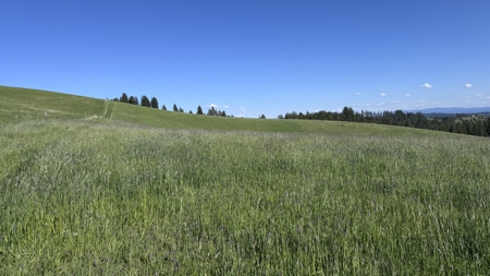 Acreage for Sale in Woodland Region of Kamiah, ID - image 10