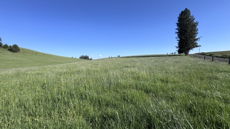 Acreage for Sale in Woodland Region of Kamiah, ID - image 43