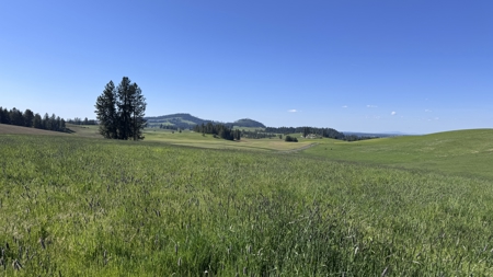 Acreage for Sale in Woodland Region of Kamiah, ID - image 3