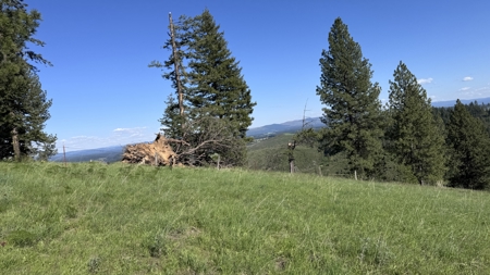 Acreage for Sale in Woodland Region of Kamiah, ID - image 26