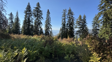 Private Wooded Retreat for Sale in Orofino, Idaho - image 35