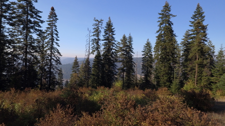Private Wooded Retreat for Sale in Orofino, Idaho - image 5