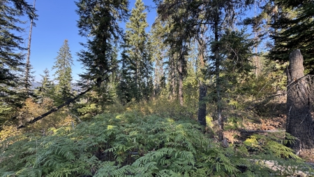 Private Wooded Retreat for Sale in Orofino, Idaho - image 49
