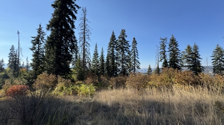 Private Wooded Retreat for Sale in Orofino, Idaho - image 36