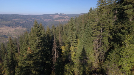 Private Wooded Retreat for Sale in Orofino, Idaho - image 15
