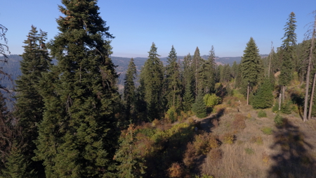 Private Wooded Retreat for Sale in Orofino, Idaho - image 24