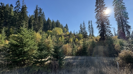 Private Wooded Retreat for Sale in Orofino, Idaho - image 37