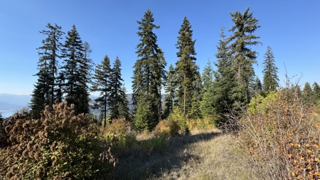 Private Wooded Retreat for Sale in Orofino, Idaho - image 34