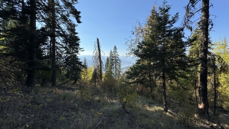 Private Wooded Retreat for Sale in Orofino, Idaho - image 43
