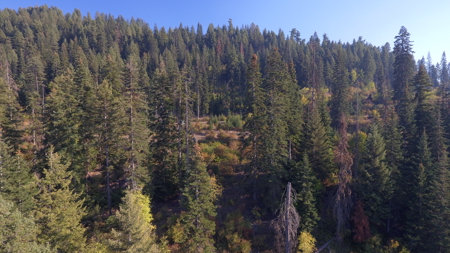 Private Wooded Retreat for Sale in Orofino, Idaho - image 9