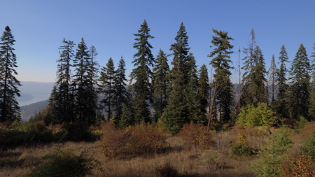 Private Wooded Retreat for Sale in Orofino, Idaho - image 4