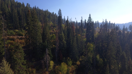 Private Wooded Retreat for Sale in Orofino, Idaho - image 10