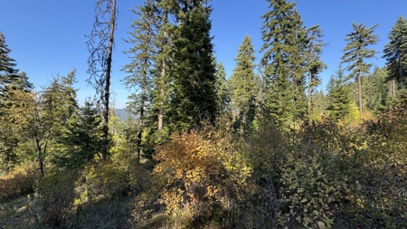 Private Wooded Retreat for Sale in Orofino, Idaho - image 42