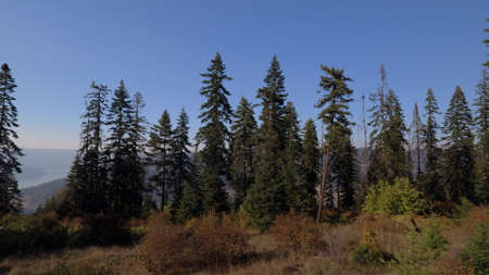 Private Wooded Retreat for Sale in Orofino, Idaho - image 3