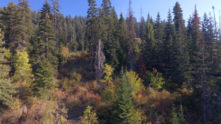Private Wooded Retreat for Sale in Orofino, Idaho - image 13