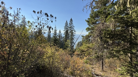 Private Wooded Retreat for Sale in Orofino, Idaho - image 45
