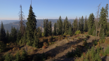 Private Wooded Retreat for Sale in Orofino, Idaho - image 20