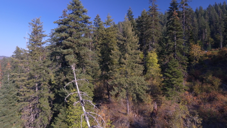 Private Wooded Retreat for Sale in Orofino, Idaho - image 14