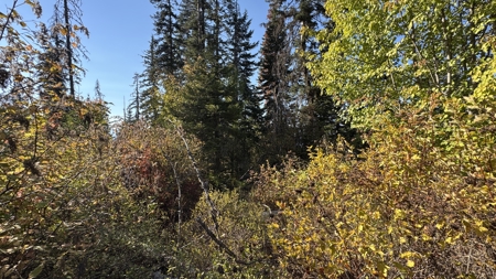 Private Wooded Retreat for Sale in Orofino, Idaho - image 39