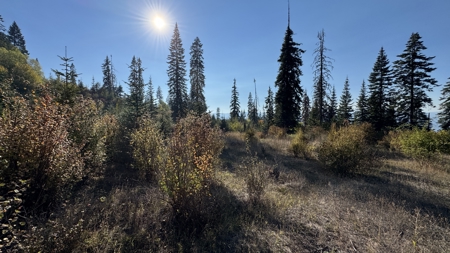 Private Wooded Retreat for Sale in Orofino, Idaho - image 32