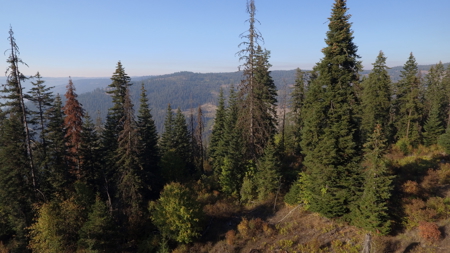 Private Wooded Retreat for Sale in Orofino, Idaho - image 26