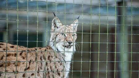 Magnolia Wilds – Premier Louisiana Investment Property for Sale - image 30