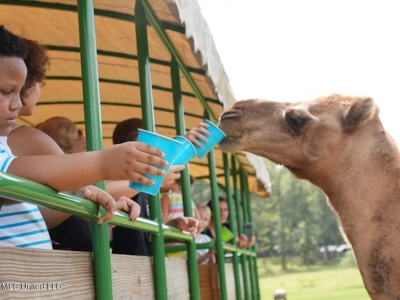 Magnolia Wilds – Premier Louisiana Investment Property for Sale - image 35