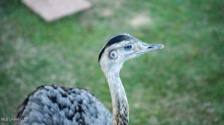 Magnolia Wilds – Premier Louisiana Investment Property for Sale - image 28