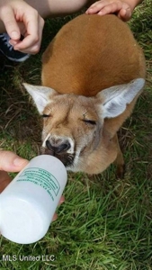 Magnolia Wilds – Premier Louisiana Investment Property for Sale - image 32