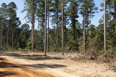 8.218 Acres Residential Lot for Sale in Ruston, LA - image 11