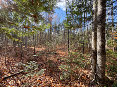 115± Acres with Trout Brook, Power & Paved Road Access - image 17