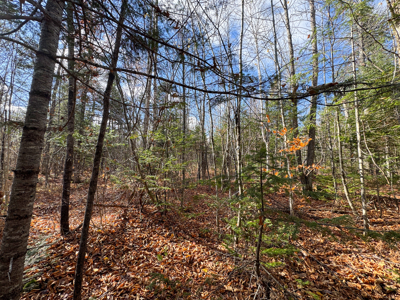 115± Acres with Trout Brook, Power & Paved Road Access - image 15